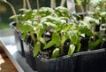 Tomato seedlings. Royalty Free Stock Photo